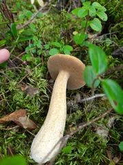 Suillus punctipes
