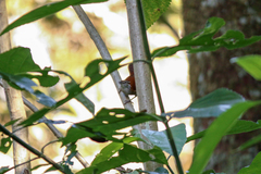 Thryophilus rufalbus