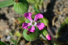 Silene conoidea