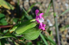 Silene conoidea