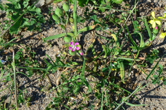 Silene conoidea