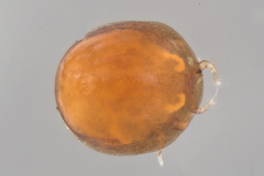 Uropodina