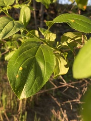 Rhamnus cathartica