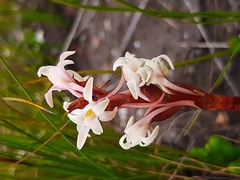 Satyrium stenopetalum