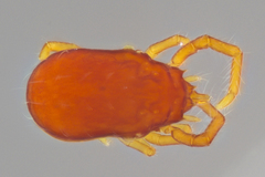 Labidostommatidae