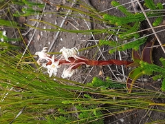 Satyrium stenopetalum