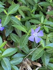 Vinca minor