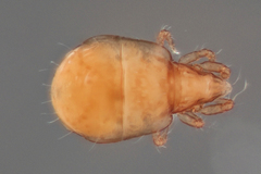 Hypochthonius