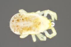 Labidostommatidae