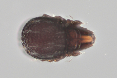 Carabodidae