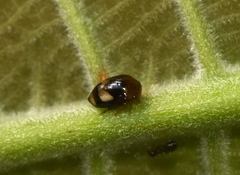 Tragopini