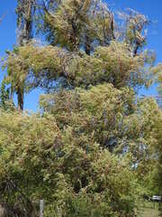 Luma apiculata