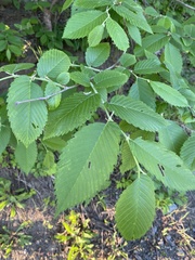 Ulmus