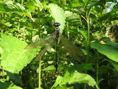 Ictinogomphus regisalberti