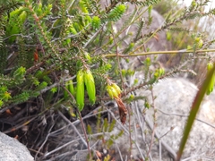 Erica viridiflora viridiflora