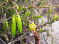 Erica viridiflora viridiflora