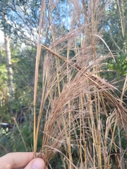 Heteropogon