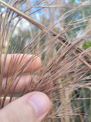 Heteropogon