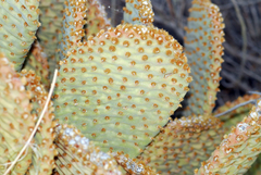 Opuntia microdasys