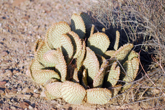 Opuntia microdasys