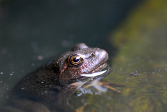 Lithobates tarahumarae
