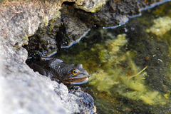 Lithobates tarahumarae