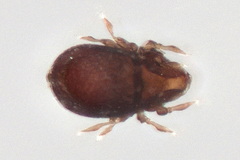 Carabodidae