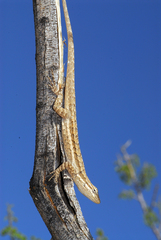 Long-Tailed Brush Lizard photo 5