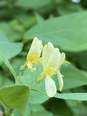 Lonicera