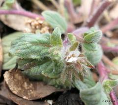 Phacelia phacelioides