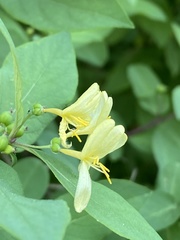 Lonicera