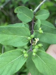Lonicera