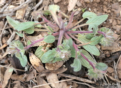 Phacelia phacelioides