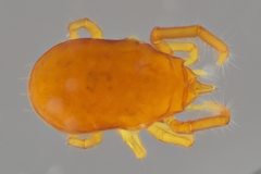 Labidostommatidae