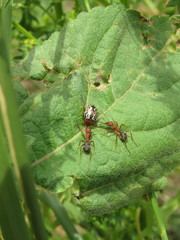 Formica densiventris