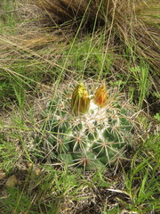 Coryphantha pycnacantha