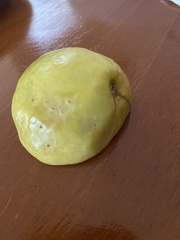 Psidium guajava image