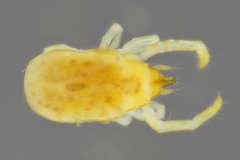 Labidostommatidae