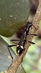 Ctenostoma