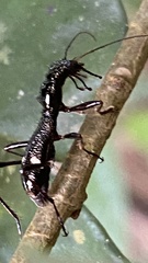 Ctenostoma