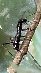 Ctenostoma