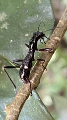 Ctenostoma