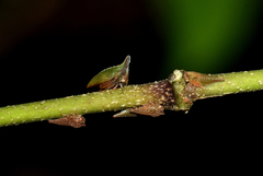 Hemiptycha obtecta