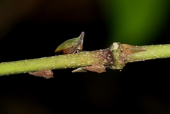Hemiptycha obtecta