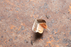 Opisthoxia phrynearia