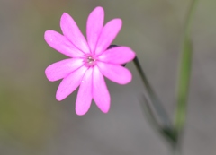 Silene cretica