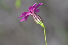 Silene cretica