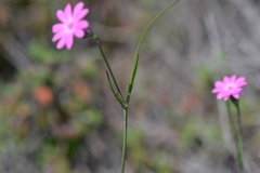 Silene cretica