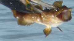 Halobatrachus didactylus