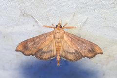 Anarmodia repandalis